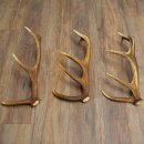 Corna di cervo rosso, 3 pezzi, corna cadute, peso 1,05 kg, lunghezza 41 - 46 cm