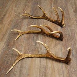 Corna di cervo rosso, 3 pezzi, corna cadute, peso 1,05 kg, lunghezza 41 - 46 cm