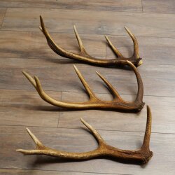Corna di cervo rosso, 3 pezzi, corna cadute, peso 1,05 kg, lunghezza 41 - 46 cm