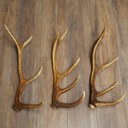 Corna di cervo rosso, 3 pezzi, corna cadute, peso 1,05 kg, lunghezza 41 - 46 cm