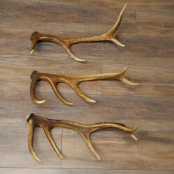 Corna di cervo rosso, 3 pezzi, corna cadute, peso 1,05 kg, lunghezza 41 - 46 cm