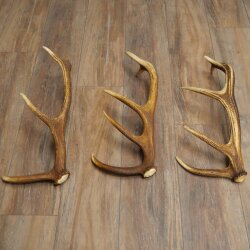 Corna di cervo rosso, 3 pezzi, corna cadute, peso 1,05 kg, lunghezza 41 - 46 cm