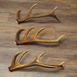 Corna di cervo rosso, 3 pezzi, corna cadute, peso 1,05 kg, lunghezza 41 - 46 cm