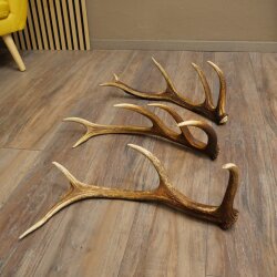 Corna di cervo rosso, 3 pezzi, corna cadute, peso 1,05 kg, lunghezza 41 - 46 cm