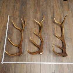 Rothirsch Stangen 3 Stück Rothirschstangen Abwurfstangen Gewicht 3,8 kg Längen 63 - 65 cm