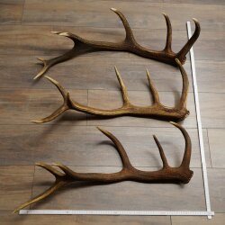 Rothirsch Stangen 3 Stück Rothirschstangen Abwurfstangen Gewicht 5,3 kg Längen 70 - 73 cm