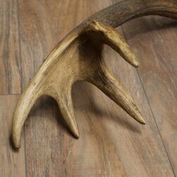 Rothirsch Stange 14 ender Gewicht 1,65 kg Länge 72 cm Hirsch Abwurfstange 71.1.193