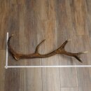 Rothirsch Stange 12 ender Gewicht 1,45 kg Länge 76...