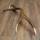 Rothirsch Stange 12 ender Gewicht 1,45 kg Länge 76 cm Hirsch Abwurfstange 71.1.194