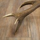 Rothirsch Stange 12 ender Gewicht 1,45 kg Länge 76 cm Hirsch Abwurfstange 71.1.194