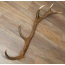 Rothirsch Stange 12 ender Gewicht 1,45 kg Länge 76 cm Hirsch Abwurfstange 71.1.194