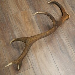 Rothirsch Stange 12 ender Gewicht 1,45 kg Länge 76 cm Hirsch Abwurfstange 71.1.194