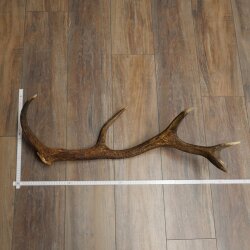 Rothirsch Stange 12 ender Gewicht 1,45 kg Länge 76 cm Hirsch Abwurfstange 71.1.194