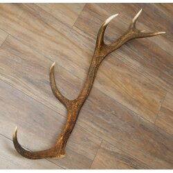 Rothirsch Stange 12 ender Gewicht 1,45 kg Länge 76 cm Hirsch Abwurfstange 71.1.194