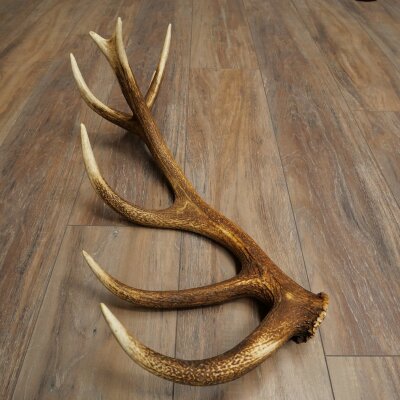 Rothirsch Stange 16 ender Gewicht 1,55 kg Länge 66 cm Hirsch Abwurfstange 71.1.199