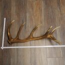 Rothirsch Stange 16 ender Gewicht 1,55 kg Länge 66...