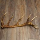 Rothirsch Stange 16 ender Gewicht 1,55 kg Länge 66 cm Hirsch Abwurfstange 71.1.199