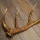 Rothirsch Stange 16 ender Gewicht 1,55 kg Länge 66 cm Hirsch Abwurfstange 71.1.199