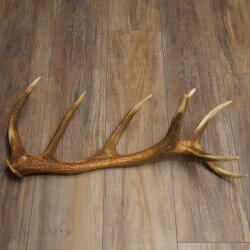 Rothirsch Stange 16 ender Gewicht 1,55 kg Länge 66 cm Hirsch Abwurfstange 71.1.199