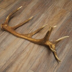 Rothirsch Stange 16 ender Gewicht 1,55 kg Länge 66 cm Hirsch Abwurfstange 71.1.199