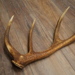Rothirsch Stange 16 ender Gewicht 1,55 kg Länge 66 cm Hirsch Abwurfstange 71.1.199