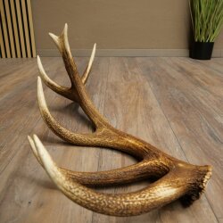 Rothirsch Stange 16 ender Gewicht 1,55 kg Länge 66 cm Hirsch Abwurfstange 71.1.199