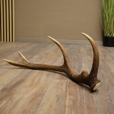 Rothirsch Stange 10 ender Gewicht 1,05 kg Länge 59 cm Hirsch Abwurfstange 71.1.200