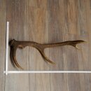 Rothirsch Stange 10 ender Gewicht 1,05 kg Länge 59...