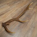 Rothirsch Stange 10 ender Gewicht 1,05 kg Länge 59 cm Hirsch Abwurfstange 71.1.200