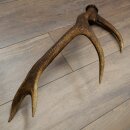 Rothirsch Stange 10 ender Gewicht 1,05 kg Länge 59 cm Hirsch Abwurfstange 71.1.200