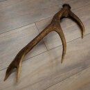 Rothirsch Stange 10 ender Gewicht 1,05 kg Länge 59 cm Hirsch Abwurfstange 71.1.200