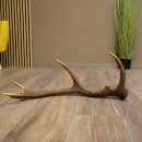 Rothirsch Stange 10 ender Gewicht 1,05 kg Länge 59 cm Hirsch Abwurfstange 71.1.200