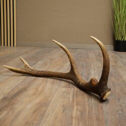 Rothirsch Stange 10 ender Gewicht 1,05 kg Länge 59 cm Hirsch Abwurfstange 71.1.200