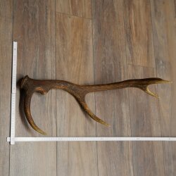 Rothirsch Stange 10 ender Gewicht 1,05 kg Länge 59 cm Hirsch Abwurfstange 71.1.200