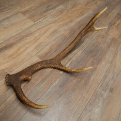 Rothirsch Stange 10 ender Gewicht 1,05 kg Länge 59 cm Hirsch Abwurfstange 71.1.200