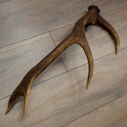Rothirsch Stange 10 ender Gewicht 1,05 kg Länge 59 cm Hirsch Abwurfstange 71.1.200