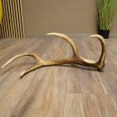 Red deer antler, 14-point, weight 1.45 kg, length 70 cm, shed antler 71.1.192