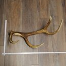 Red deer antler, 14-point, weight 1.45 kg, length 70 cm, shed antler 71.1.192