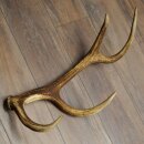 Red deer antler, 14-point, weight 1.45 kg, length 70 cm, shed antler 71.1.192