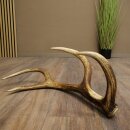 Red deer antler, 14-point, weight 1.45 kg, length 70 cm, shed antler 71.1.192