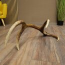 Red deer antler, 14-point, weight 1.45 kg, length 70 cm, shed antler 71.1.192