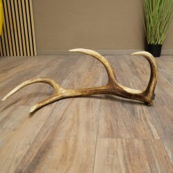 Red deer antler, 14-point, weight 1.45 kg, length 70 cm, shed antler 71.1.192