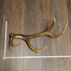 Red deer antler, 14-point, weight 1.45 kg, length 70 cm, shed antler 71.1.192