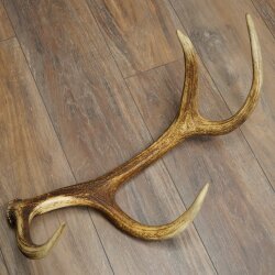 Red deer antler, 14-point, weight 1.45 kg, length 70 cm, shed antler 71.1.192