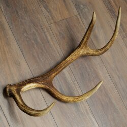 Red deer antler, 14-point, weight 1.45 kg, length 70 cm, shed antler 71.1.192