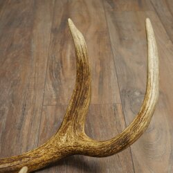 Red deer antler, 14-point, weight 1.45 kg, length 70 cm, shed antler 71.1.192