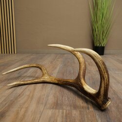 Red deer antler, 14-point, weight 1.45 kg, length 70 cm, shed antler 71.1.192