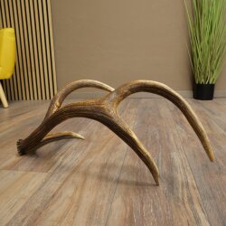 Red deer antler, 14-point, weight 1.45 kg, length 70 cm, shed antler 71.1.192