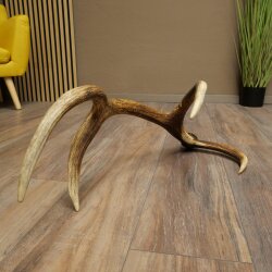 Red deer antler, 14-point, weight 1.45 kg, length 70 cm, shed antler 71.1.192