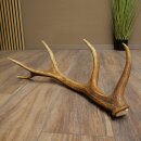 Red deer antler, 14-point, weight 1.45 kg, length 70 cm, shed antler 71.1.192
